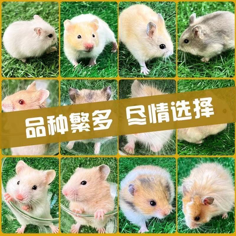 仓鼠宿舍宠物可爱活体【卷毛】金丝熊米熊虎纹眼圈奶牛