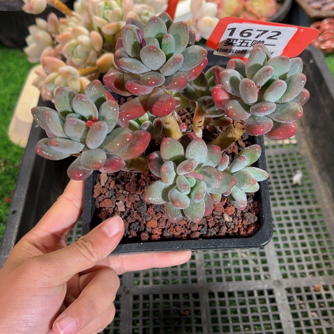 表妹精品多肉1672.