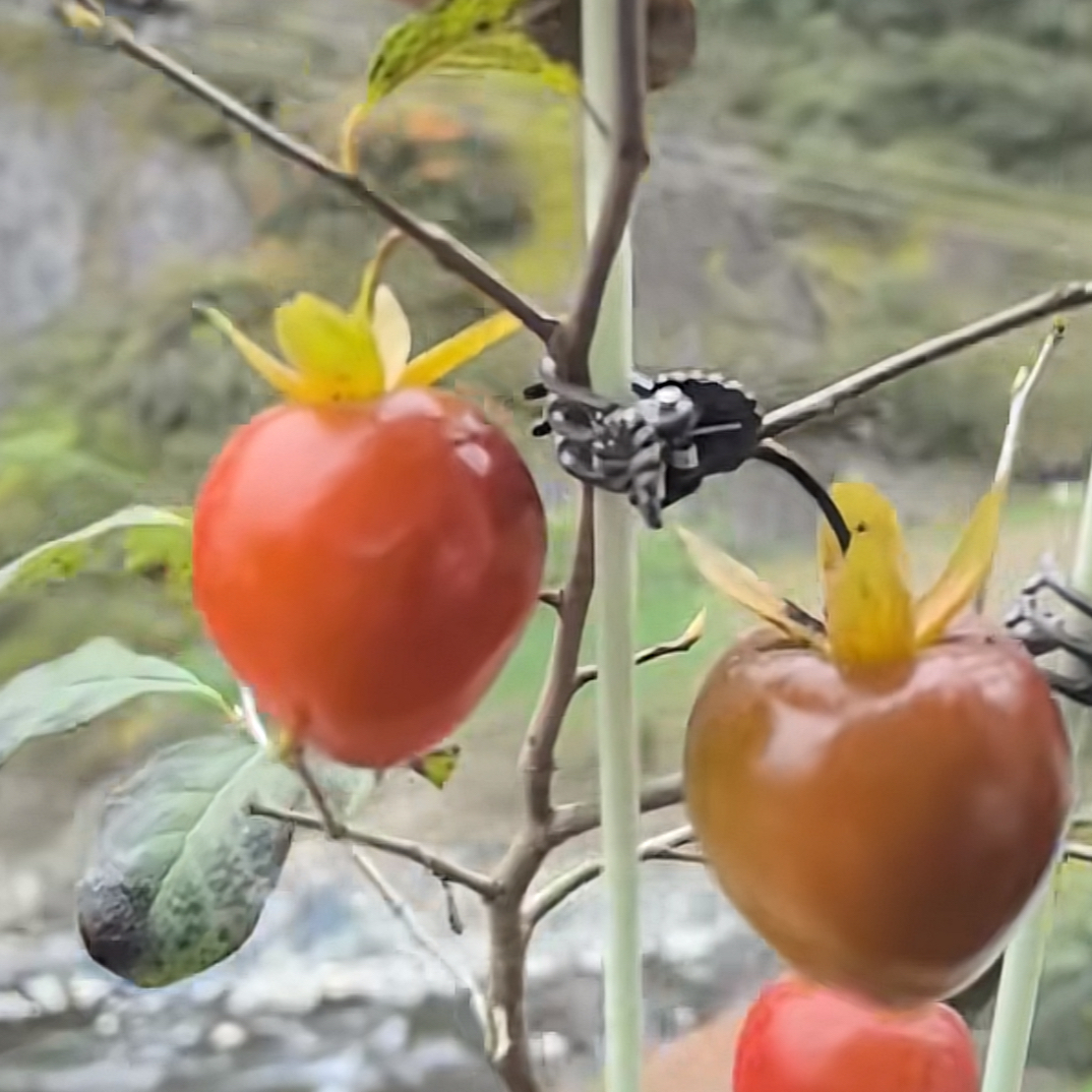 老鸦柿盆景扁桃心嫁接苗