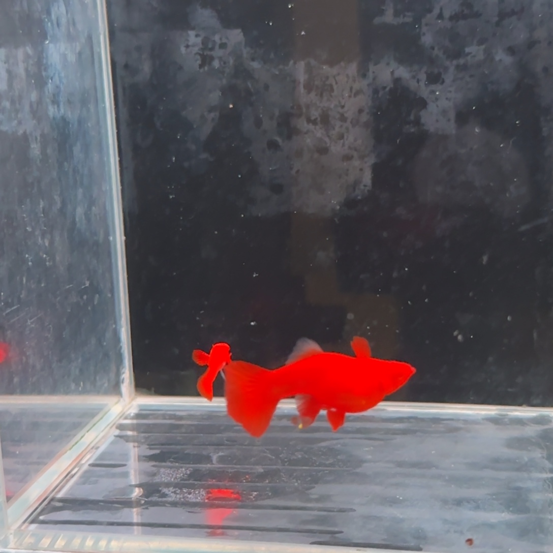 孔雀鱼红头火麒麟1对