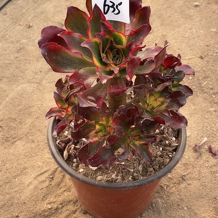 法师植物魅影法师635