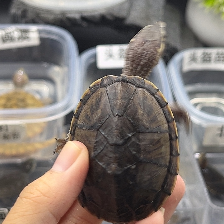 母绿毛龟龟龟龟龟龟龟龟龟龟龟龟