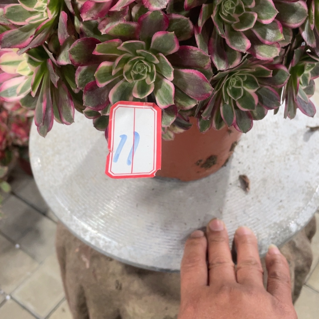 法师多肉植物等多