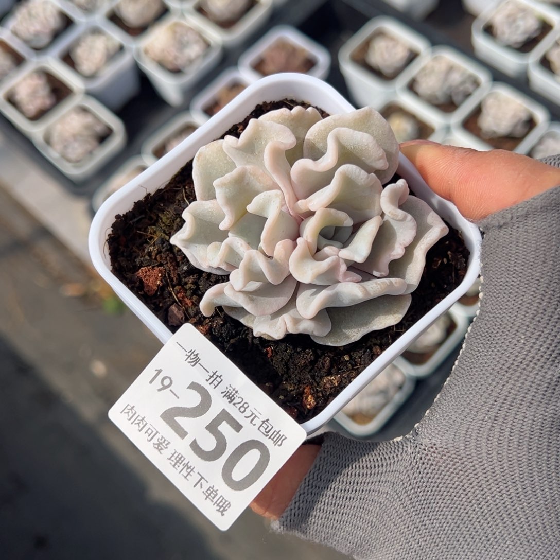 芭蕾舞者多肉多肉多肉多肉多肉