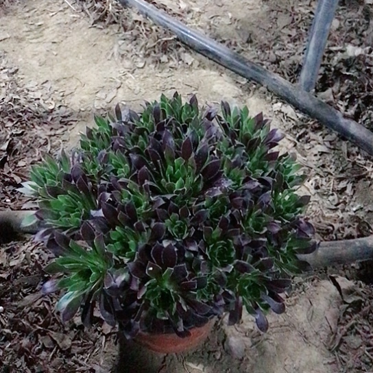 火凤凰法师00000009