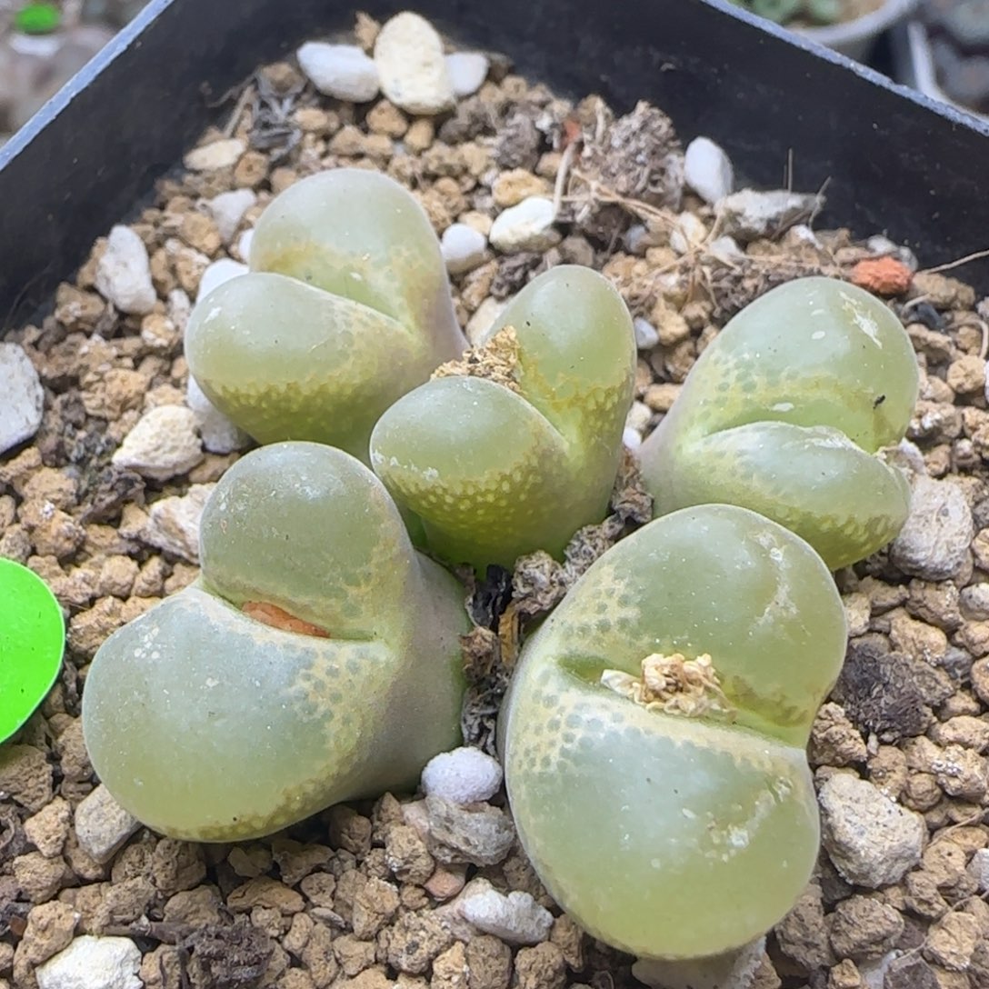 风铃群多肉植物445