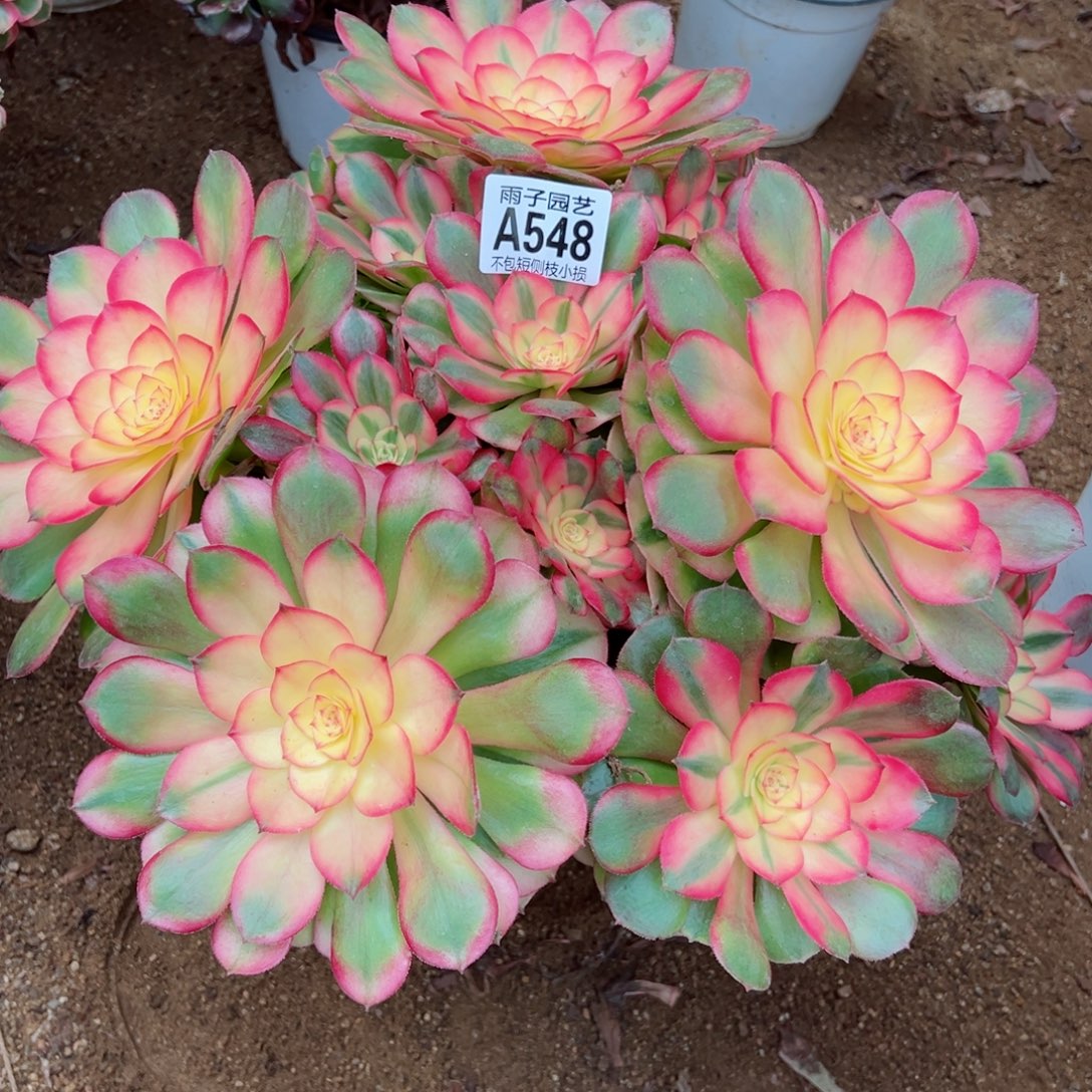 548荔枝尺寸40左右