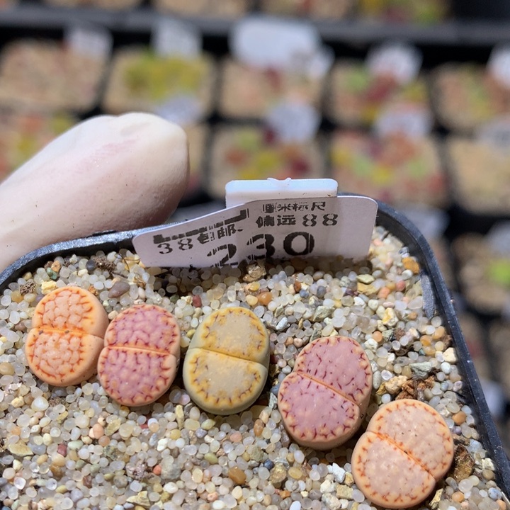 zzx精品生石花230