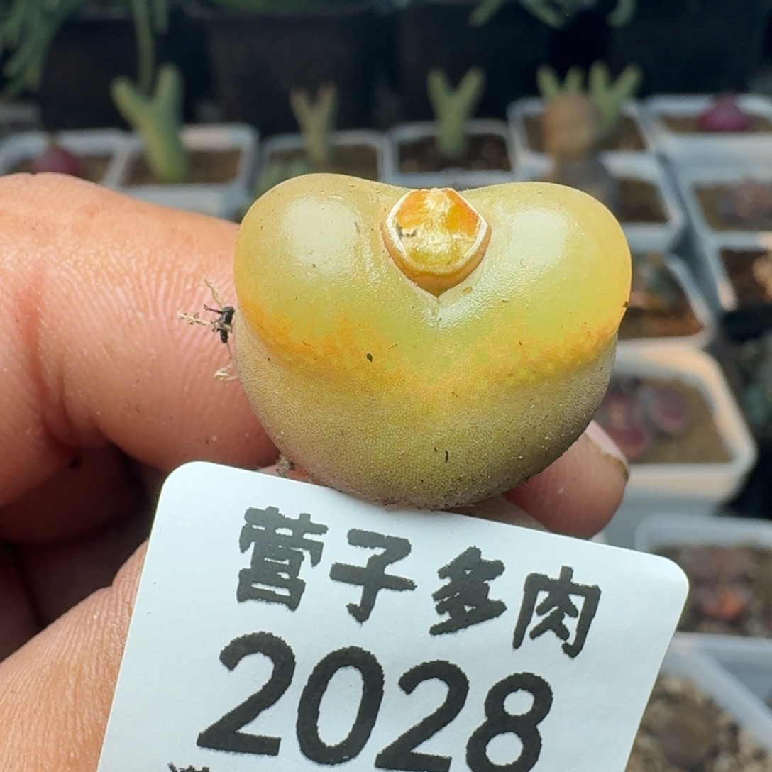 冰魄。                  