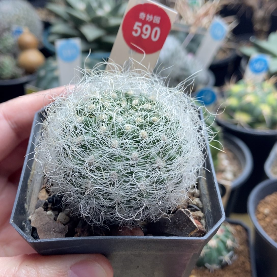 实生狂刺白翁玉5cm