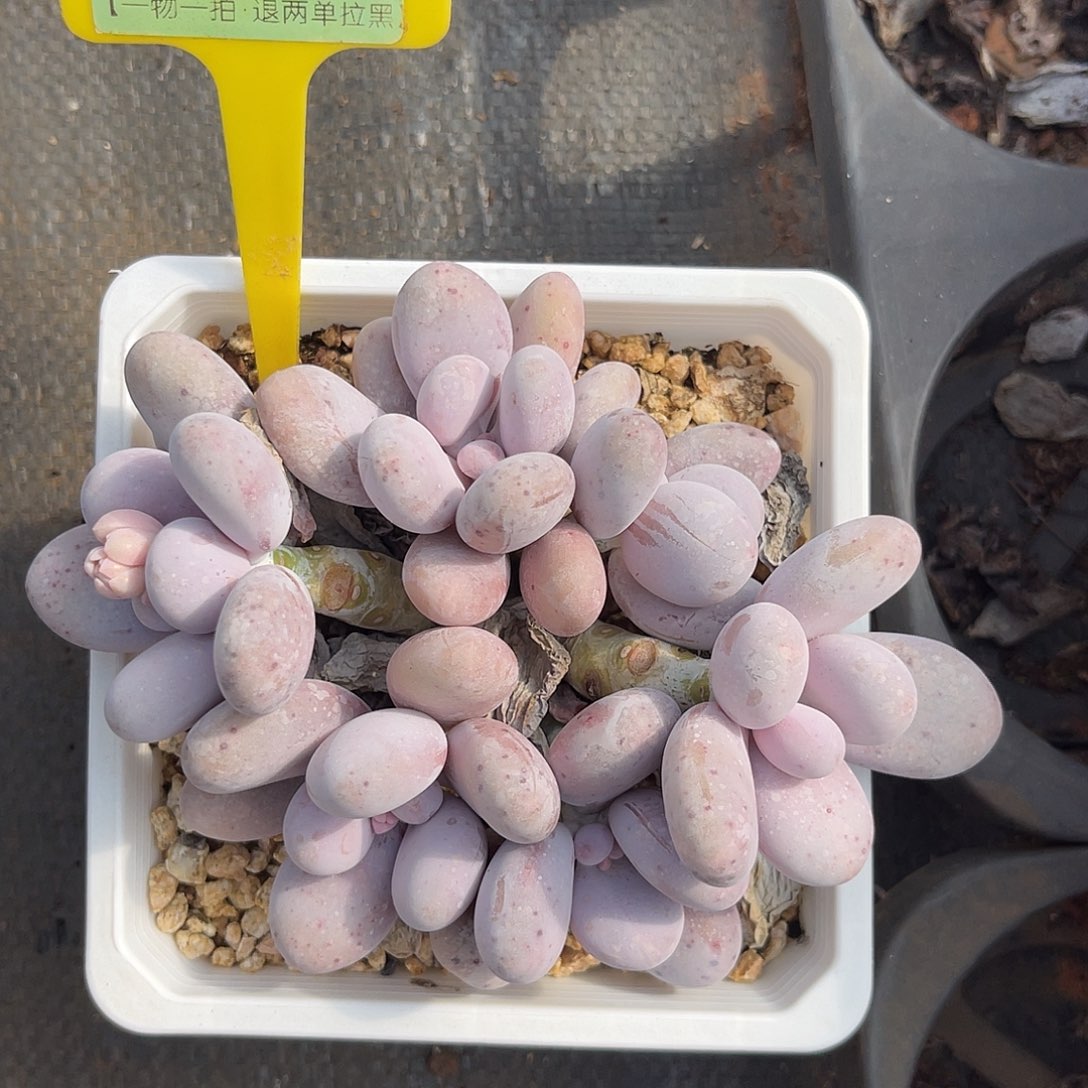 云尘多肉一物一拍 1332,