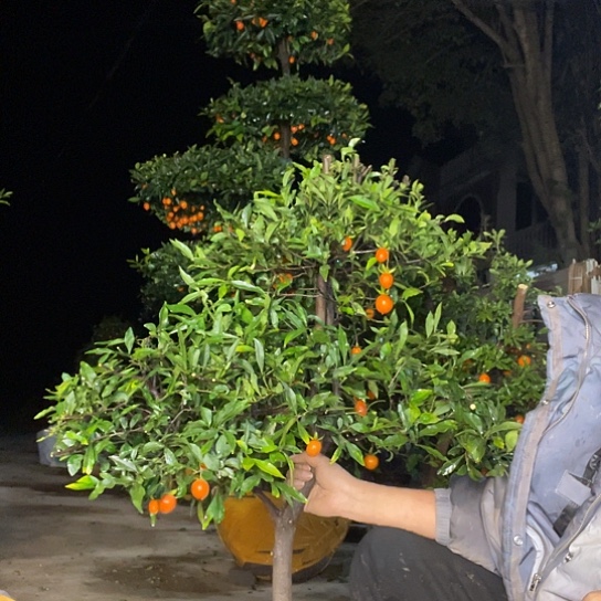 无花朵金弹子庭院原生品种