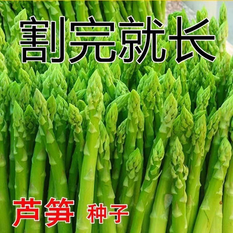 芦笋种子四季种蔬菜种子