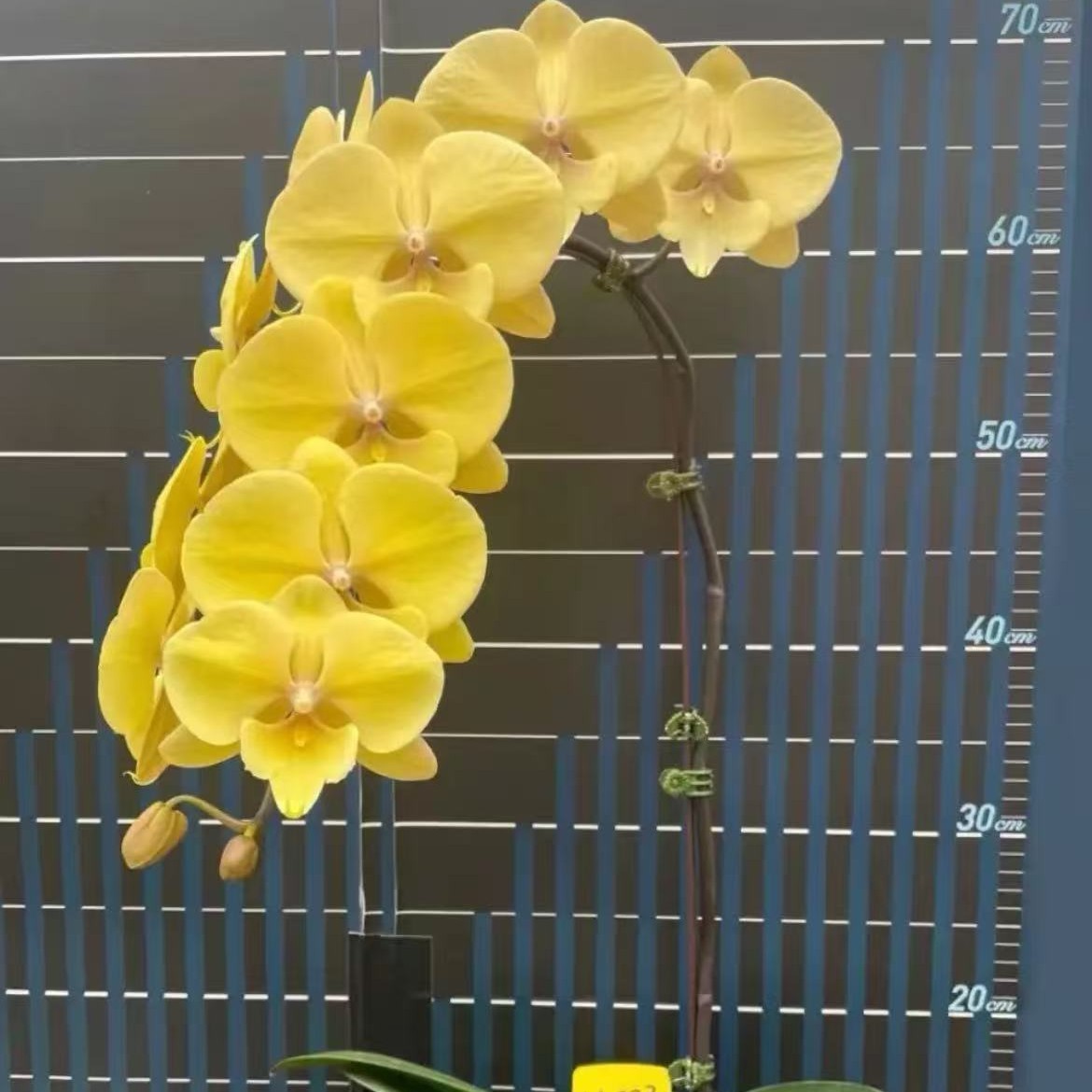 金龙大花型蝴蝶兰花苗室内好养易活植物花卉