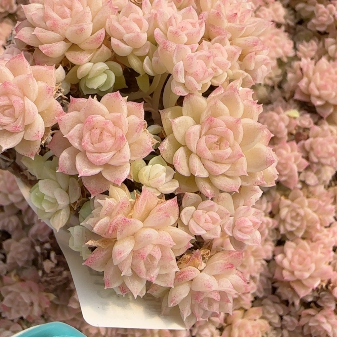 花语逸镜0212-434散