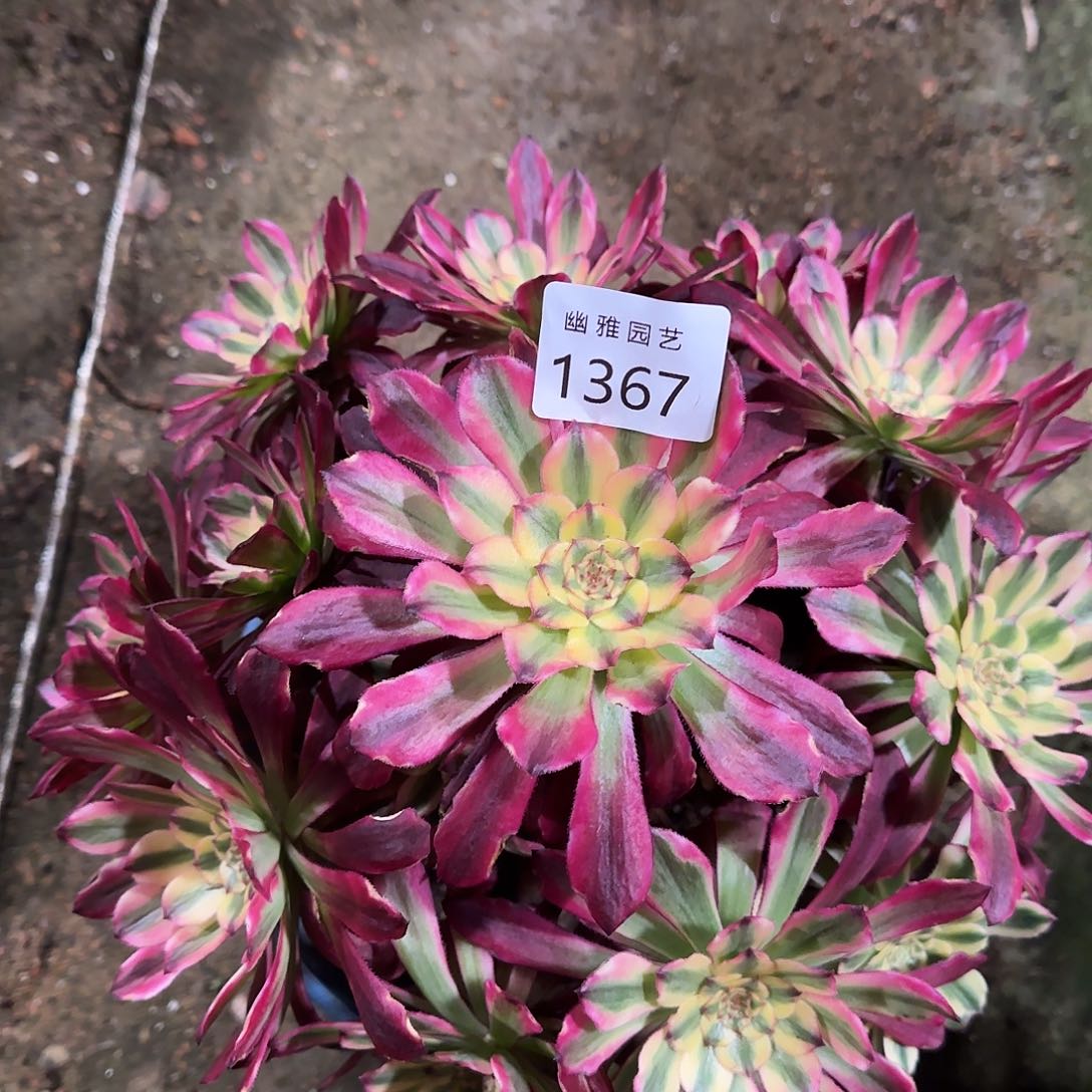 多肉植物波斯1367