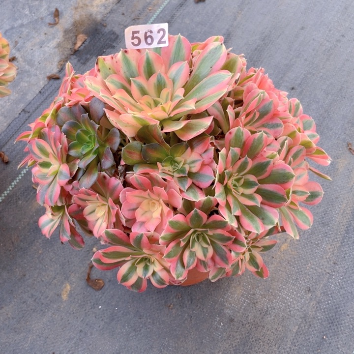 562老庄多肉法师女巫