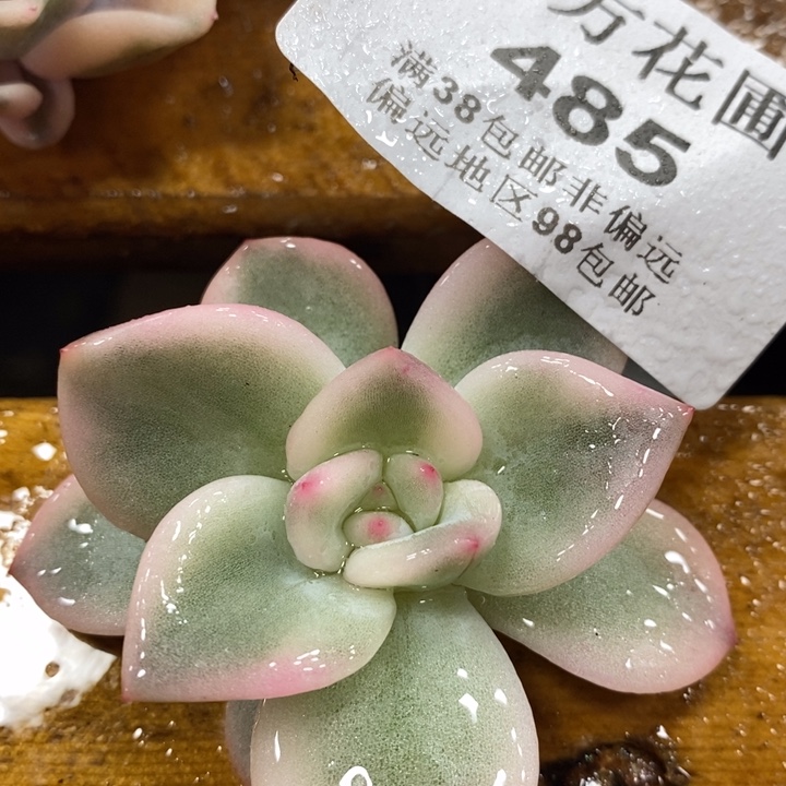 485伊丽莎白锦头盖无根