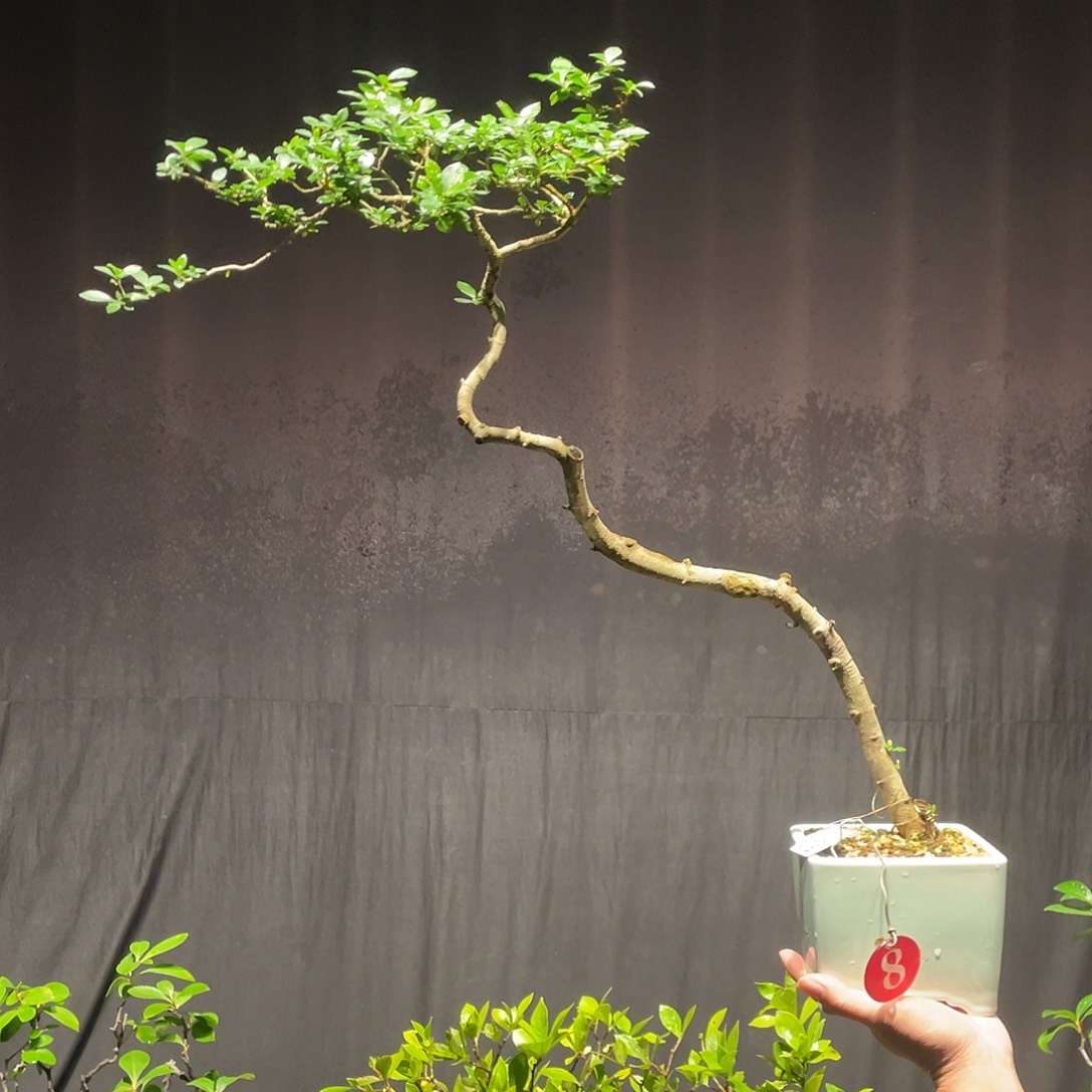 道***香无花朵栀子花包邮哦哦哦