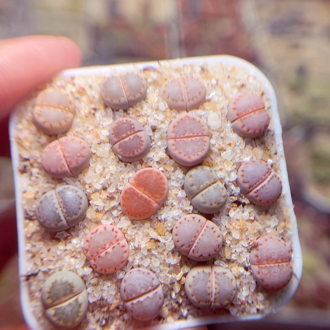 445号带盆包邮发货