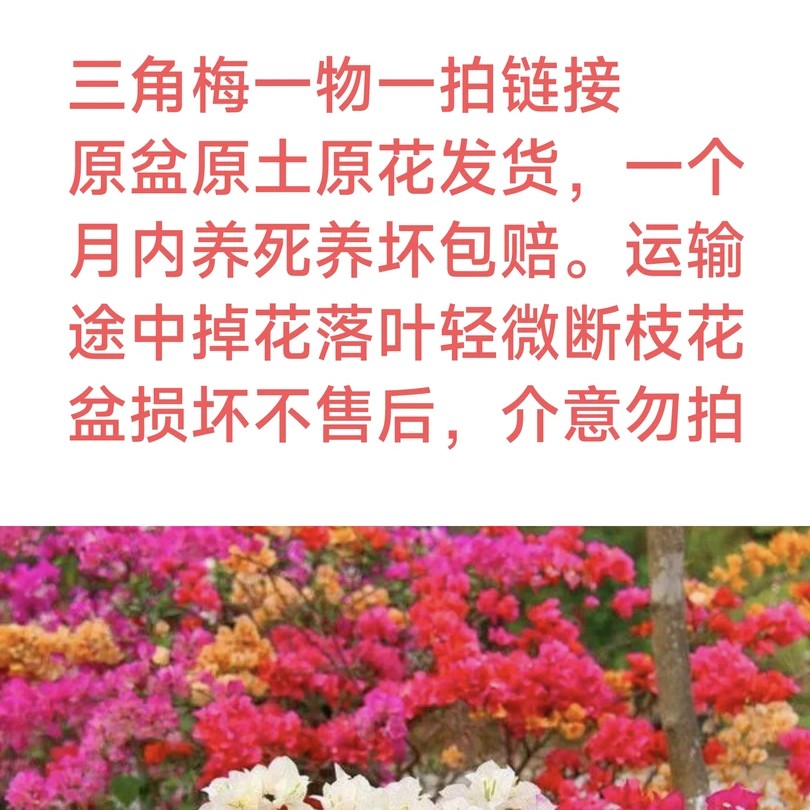 三角梅一物一拍二五