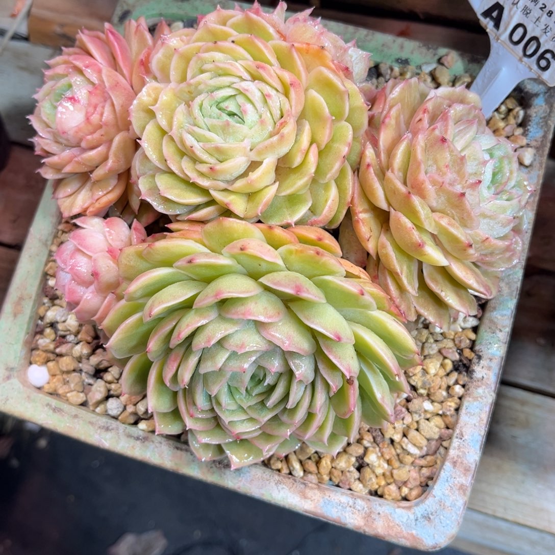 昂斯石化锦洛锦shizijinvnv