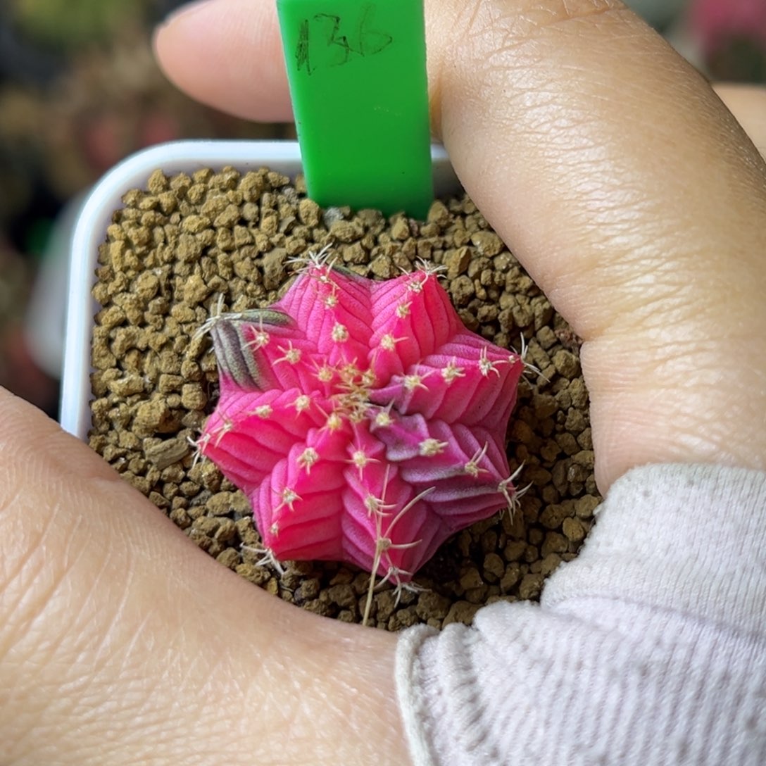 泰系实生粉钻肋骨锦136