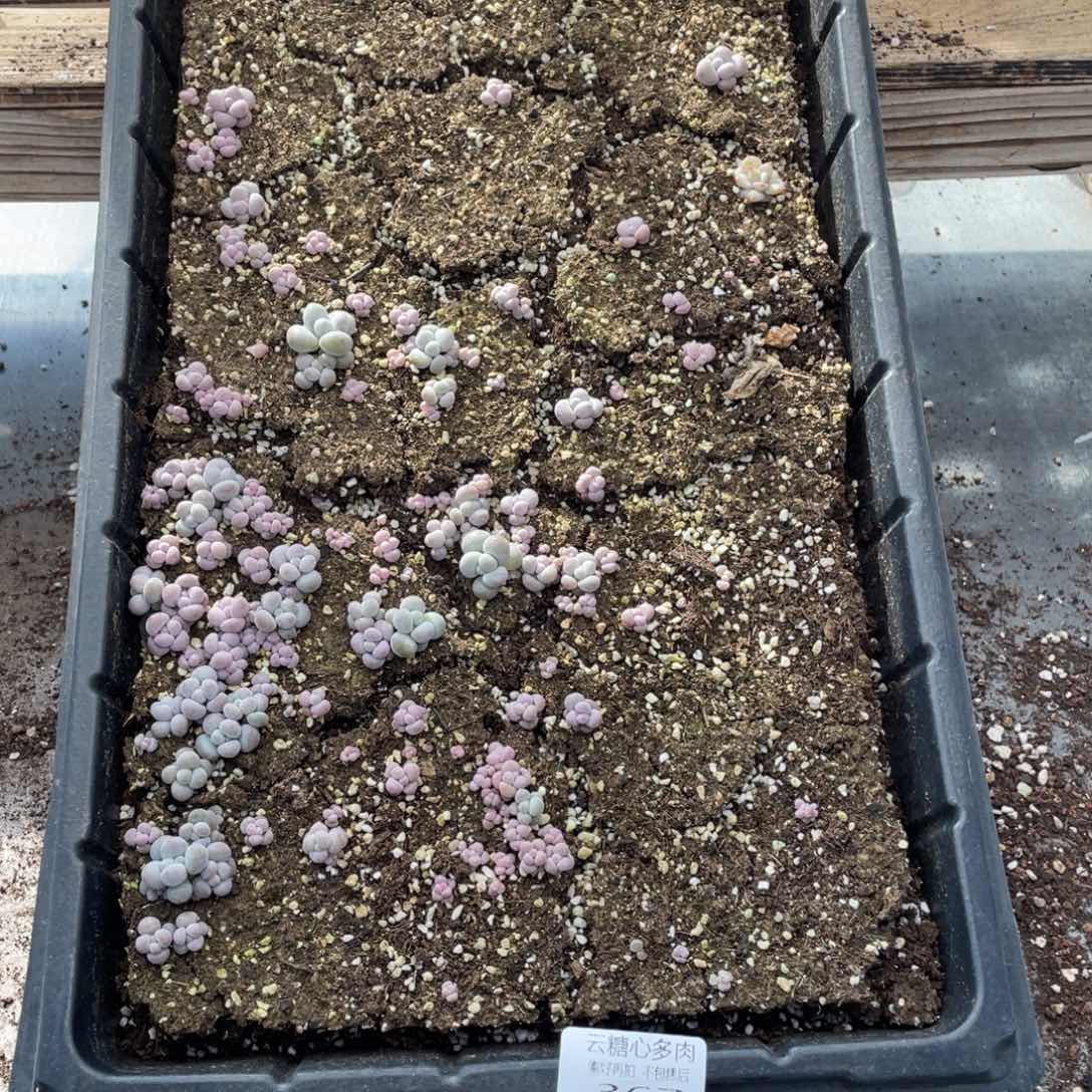 云糖心多肉植物367