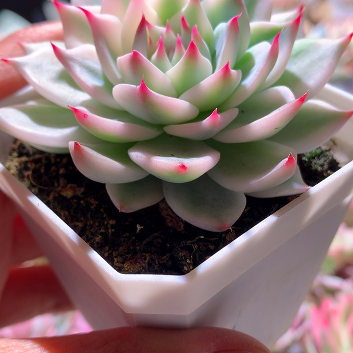 吉娃娃覆轮锦有根