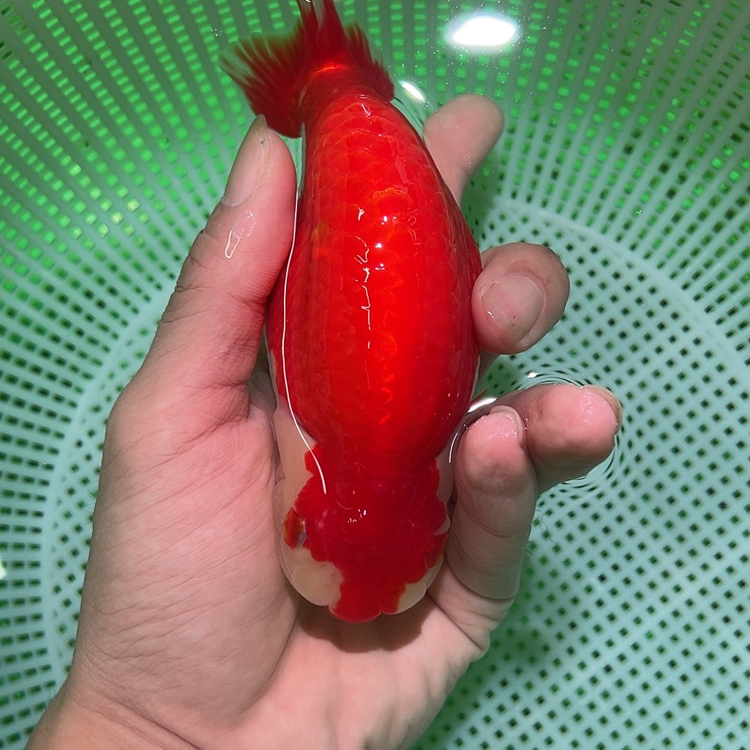 金鱼金鱼福利多多期待