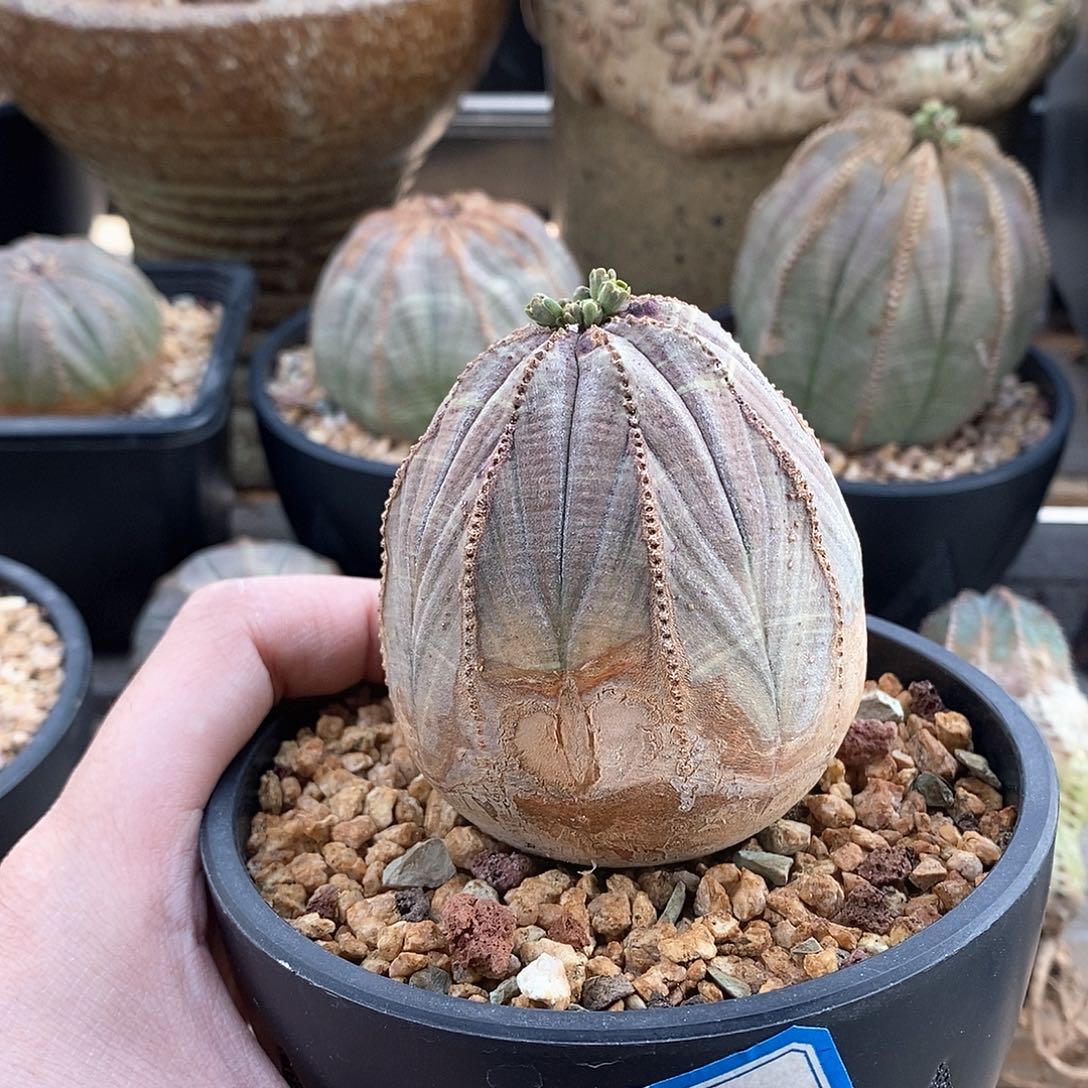 欧系实生布纹球多肉植物