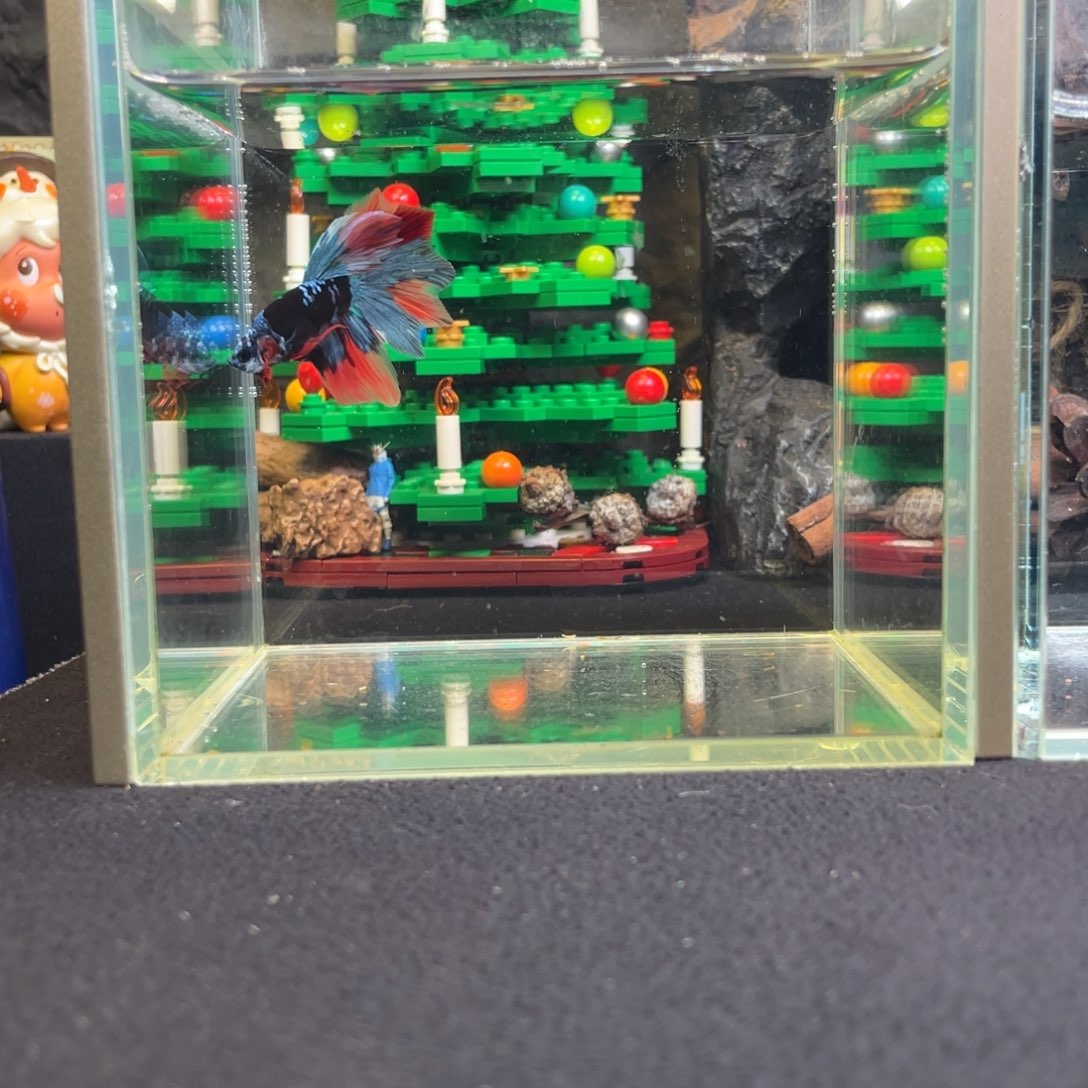 斗鱼十二月二十九日竞价