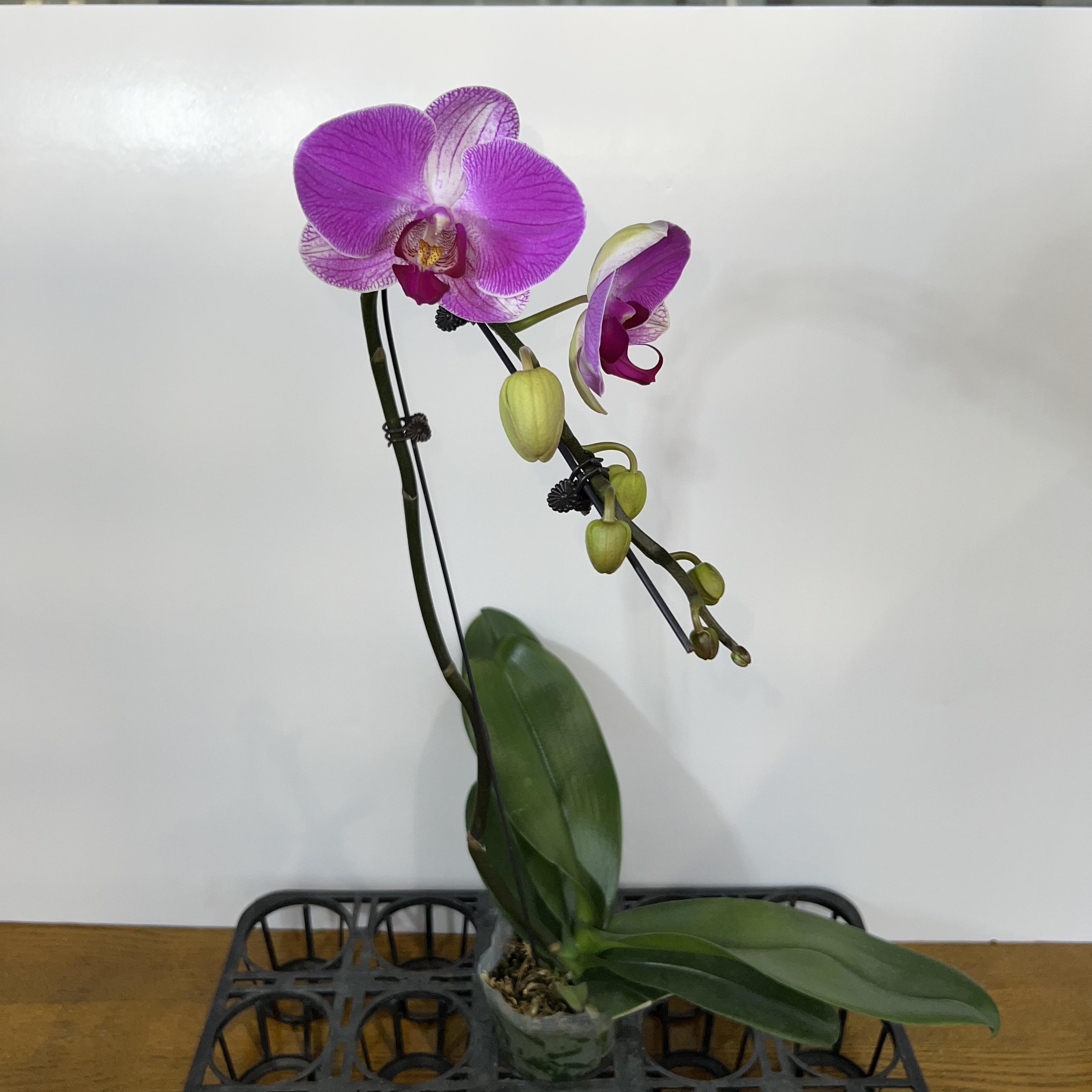 予兰花卉（情人2号）全花3.0寸杯发货