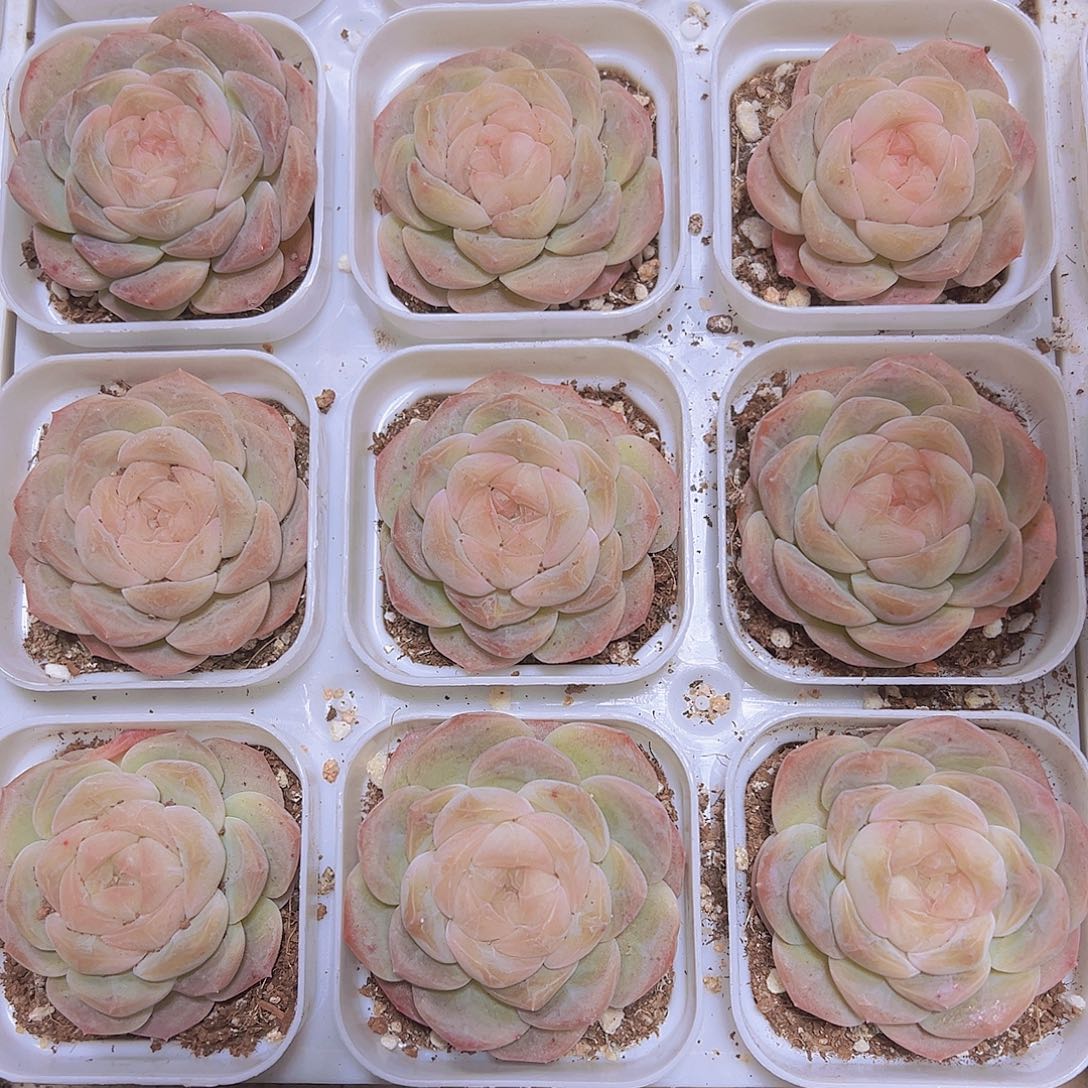 良辰19包邮多肉植物