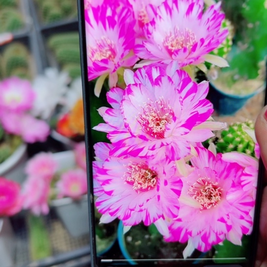 下17丽花妖蝶歪无根侧芽2一3公分左右20包邮