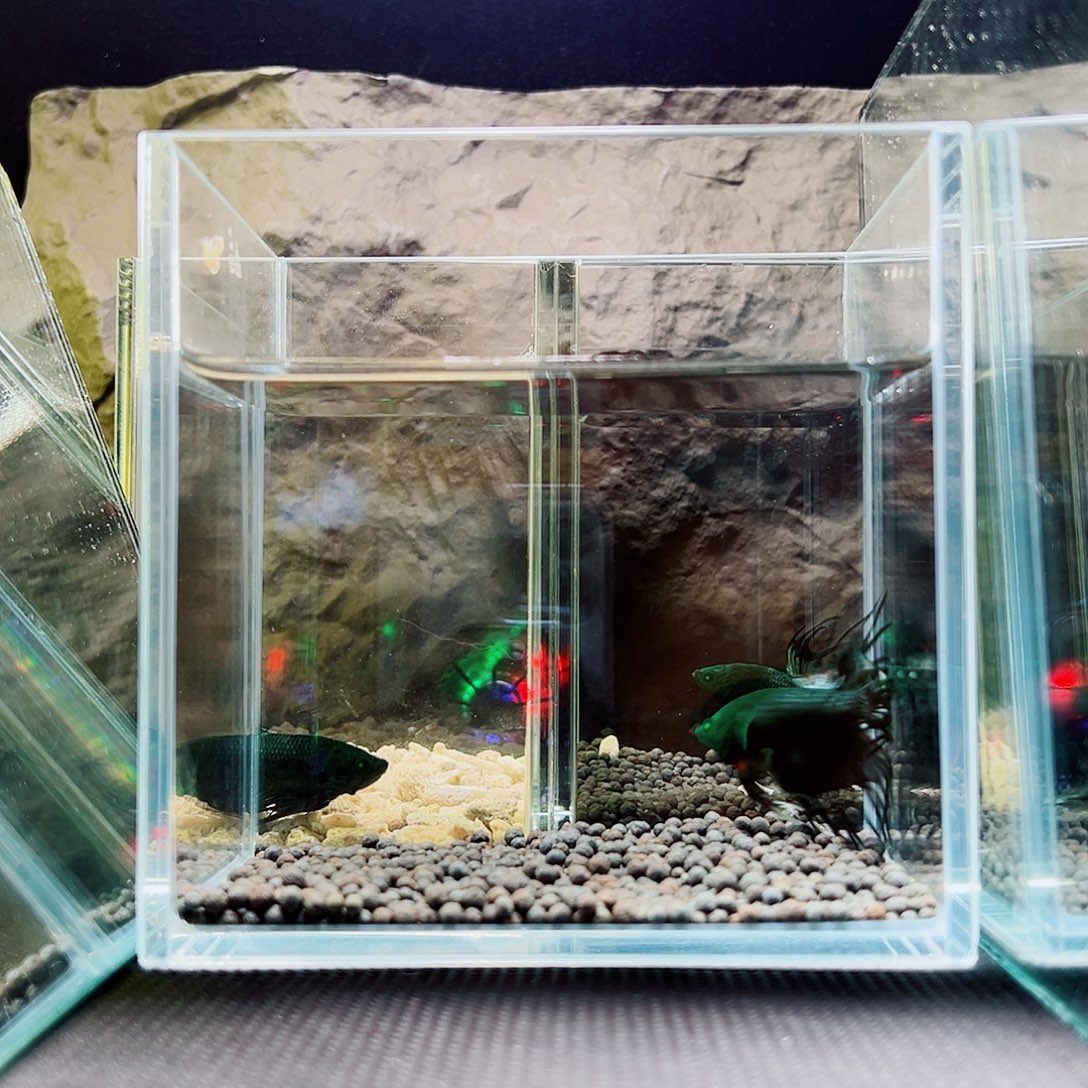 斗鱼精品精品精品精品