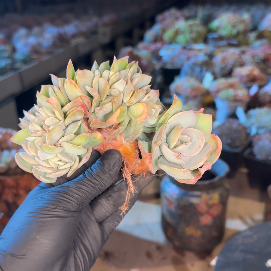 2074。     白凤缀多肉