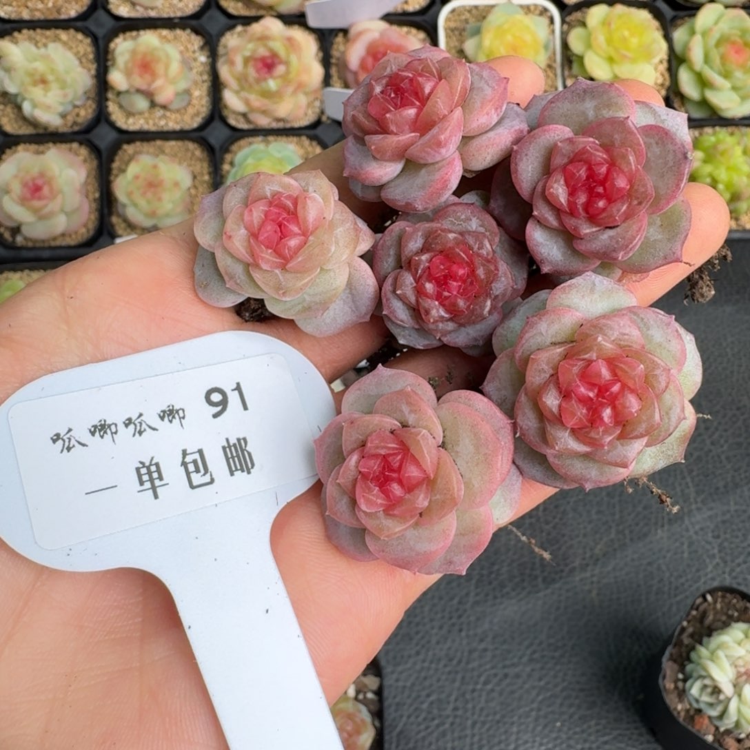 091-萌肉量拍单头一颗