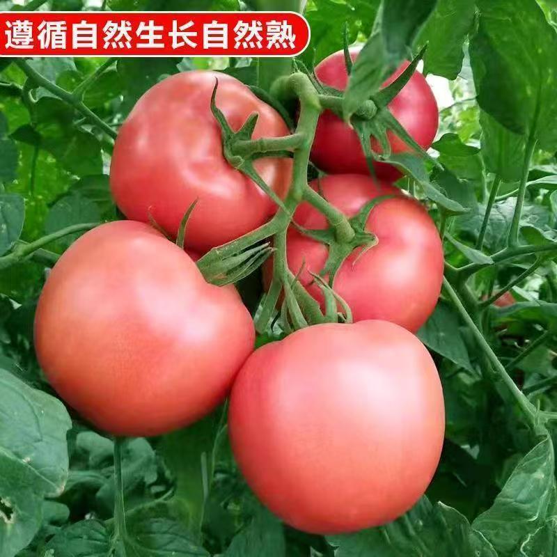【枝遇】老品种小时候的味道沙瓤水果口感西红柿新鲜番茄自然成熟 图片 3
