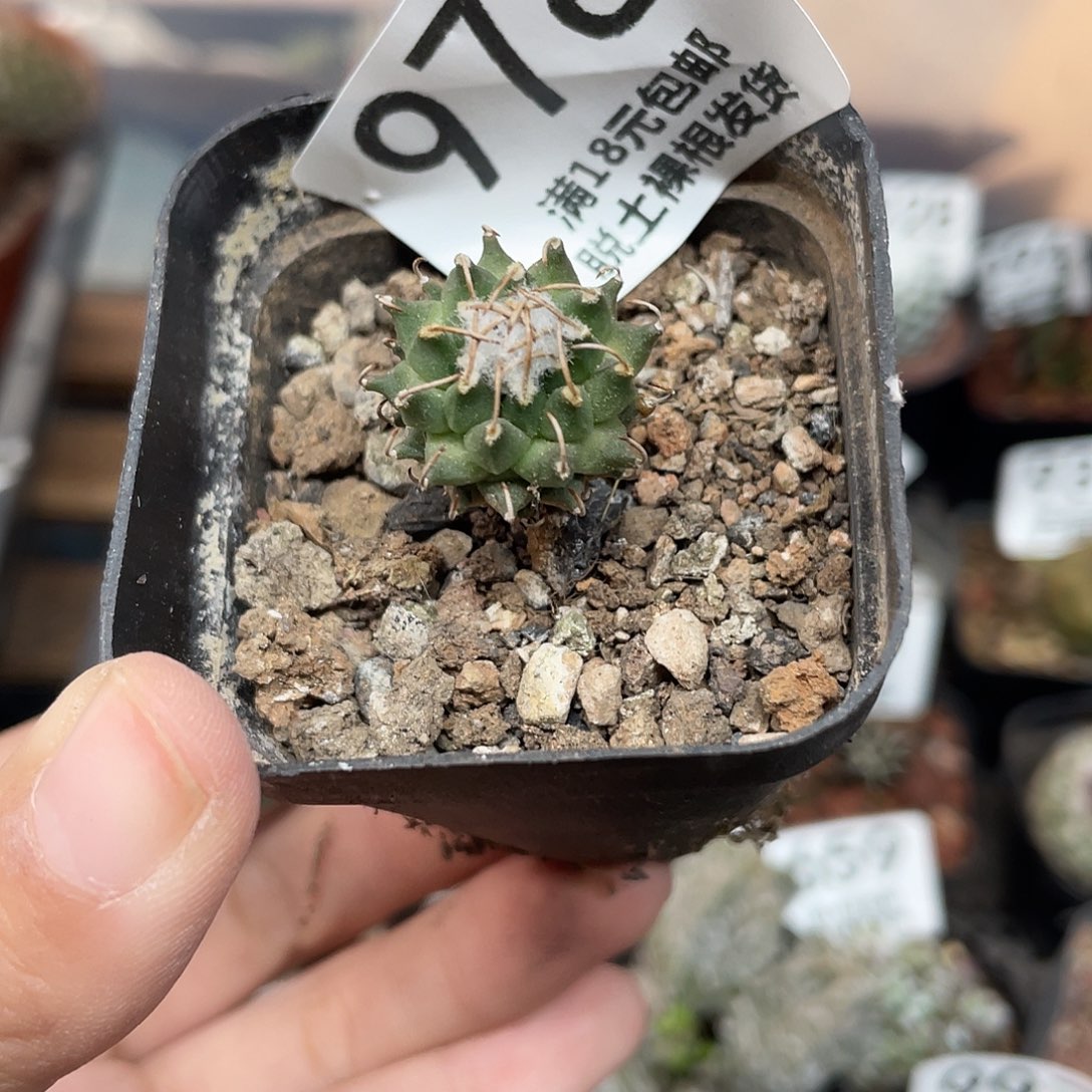 978安德森（满18元包邮）