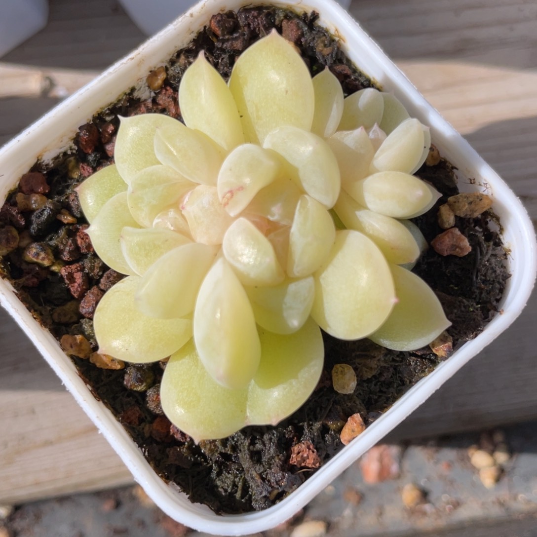 优选奶油财富珍妮3头