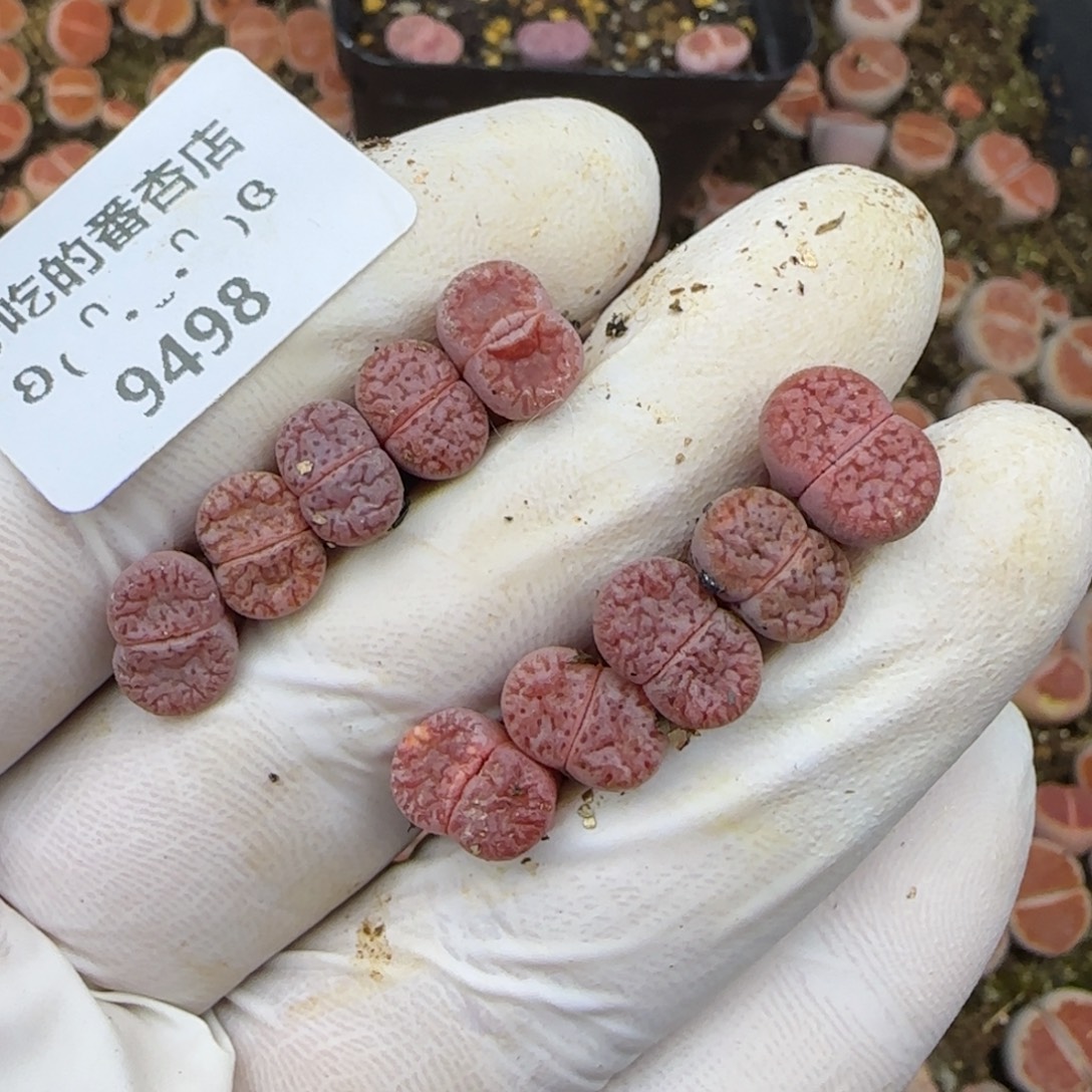 四***敏9498。默认脱土。18包邮。偏远88包邮