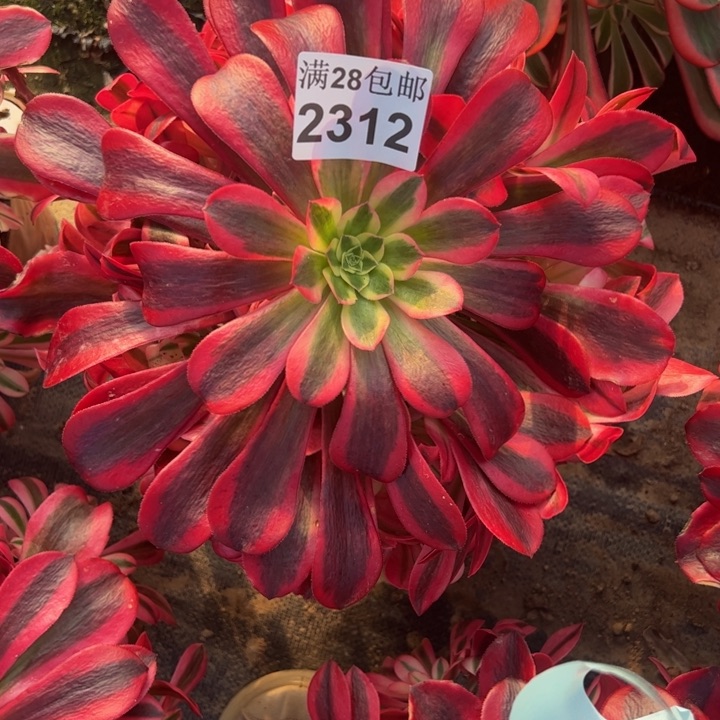 2312南杜莎多肉植物