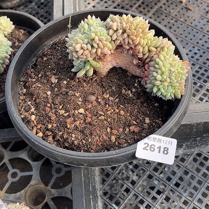 阿雅园艺。   2618白胖子缀