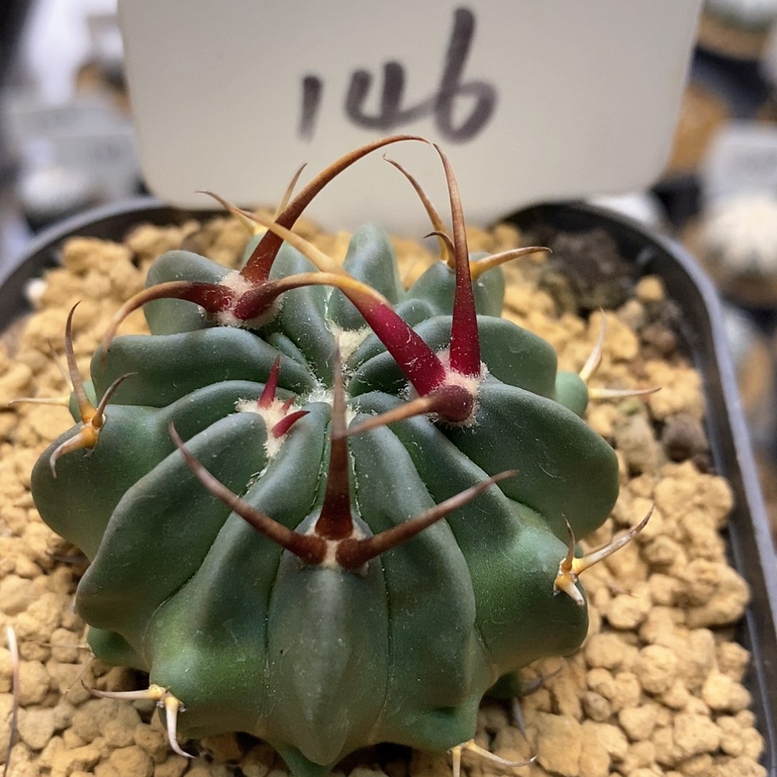 龙剑福利了特价来了