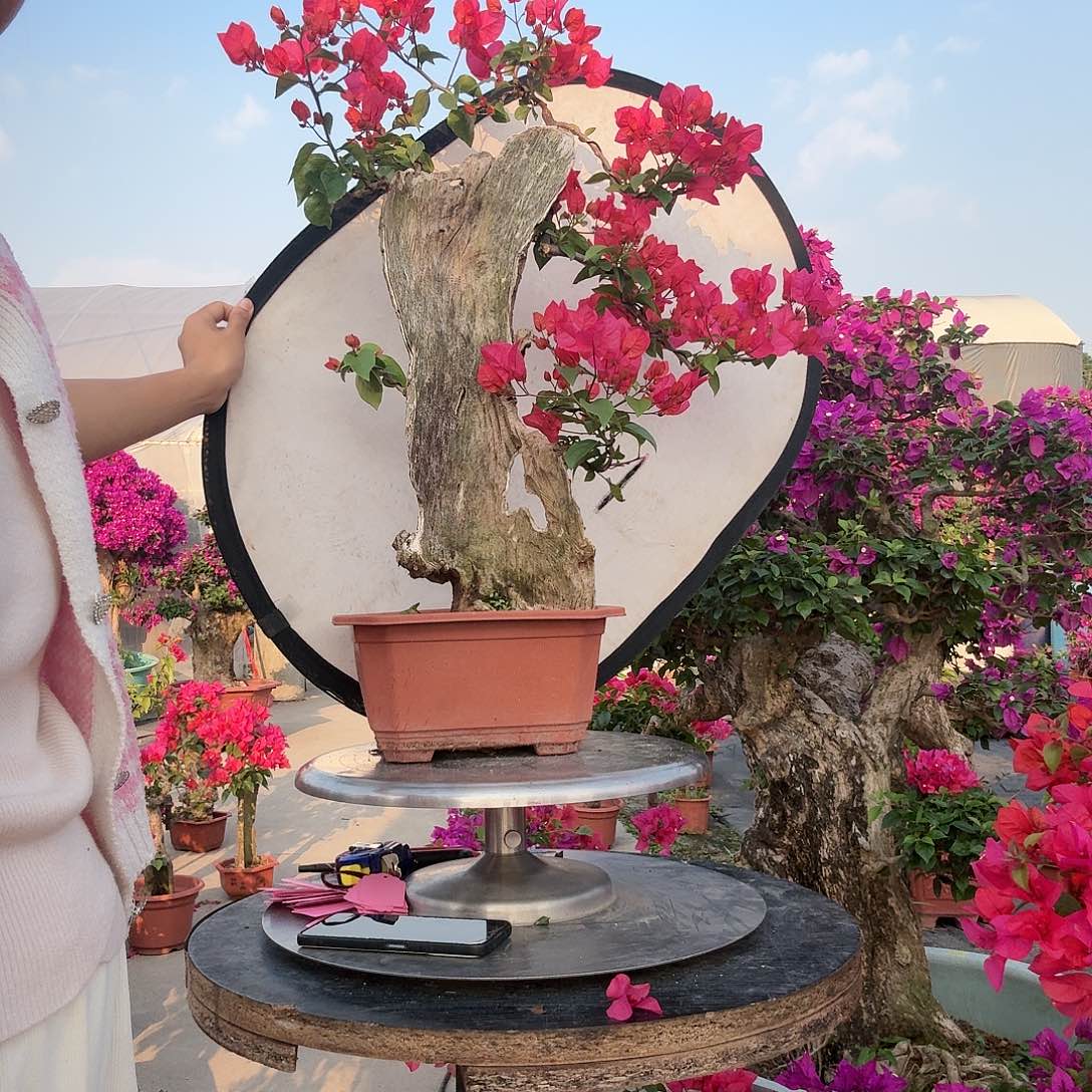 灯***绿无花朵同安红三角梅