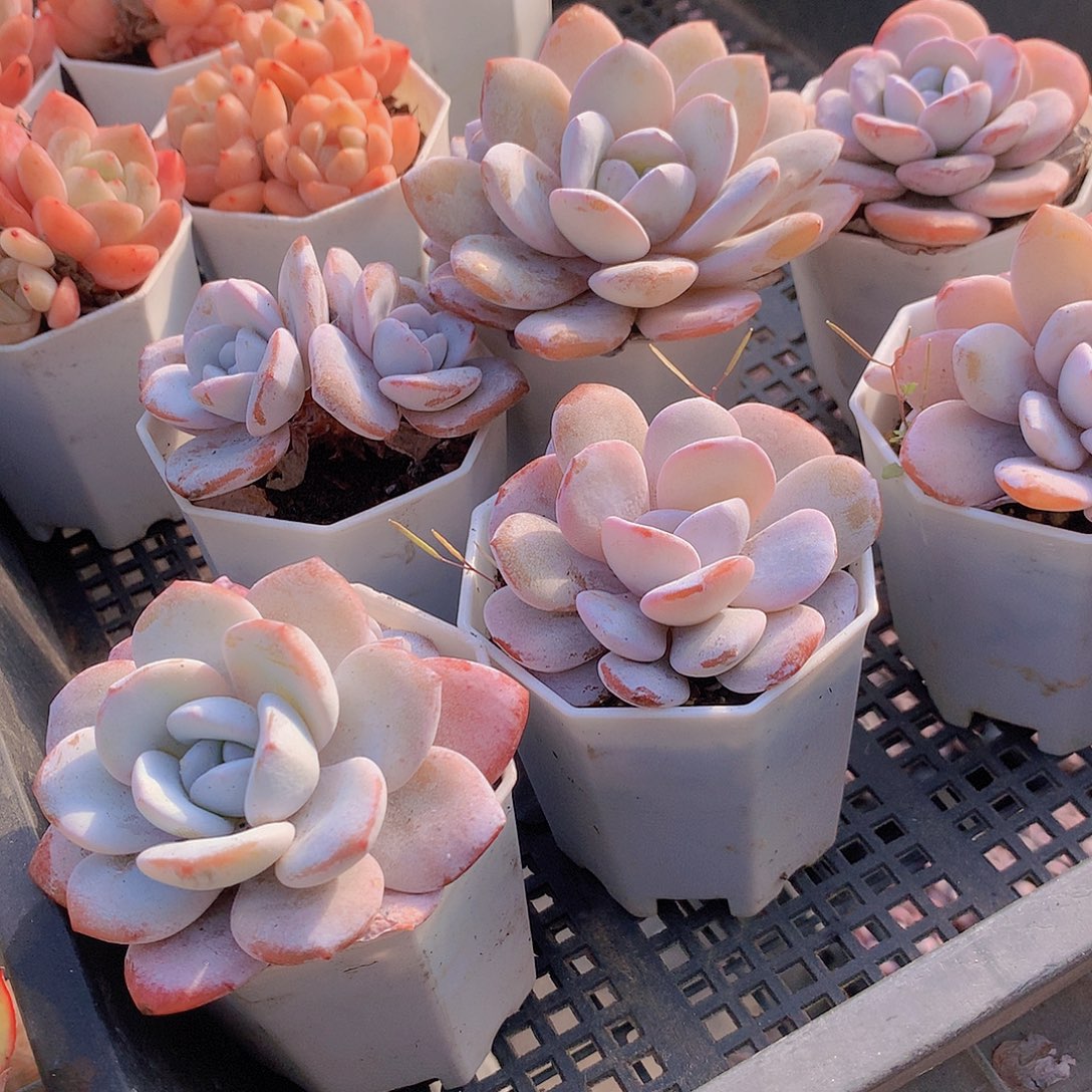 双头雪莲35567889990000