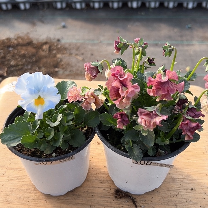 水晶抖音直播闪拍307-308