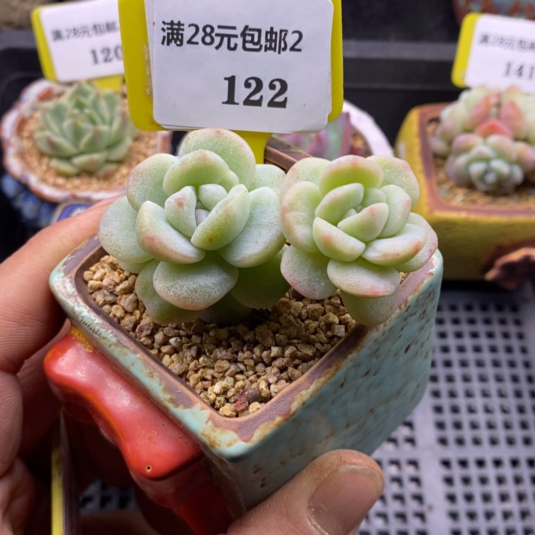 2122冰玉石化小老桩多肉植物