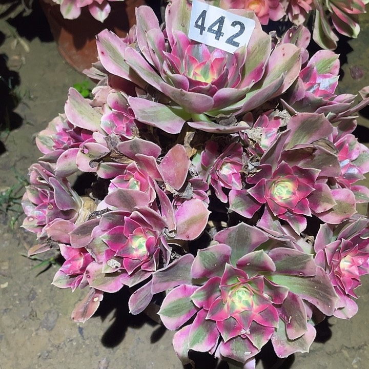 多肉植物断枝不包442女巫